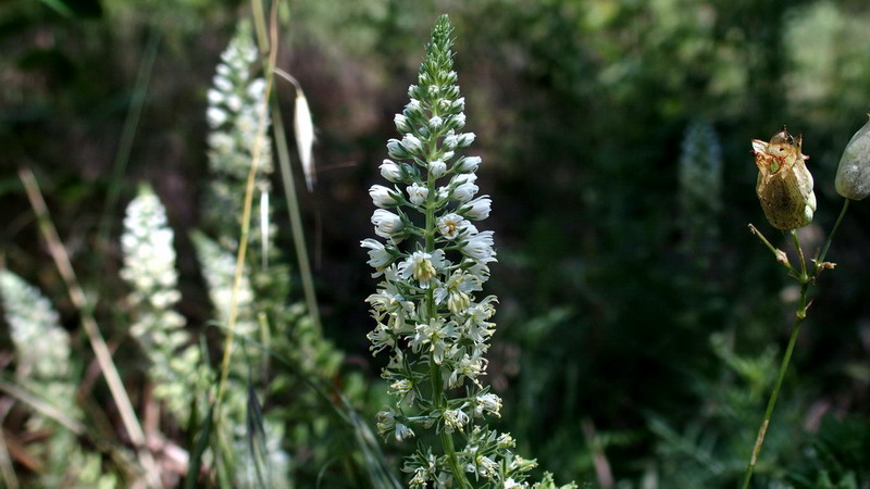 Reseda alba / Reseda bianca